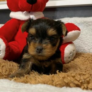 Yorkshire Terrier Normandie