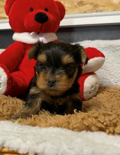 Yorkshire Terrier Normandie