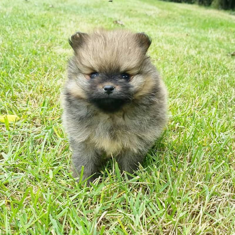 Élevage de Chiots Spitz Nain en Normandie Élevage de Chiots Spitz Nain en Normandie