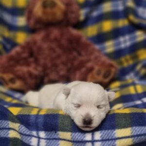 Femelle Westie des Sentiers du Perche