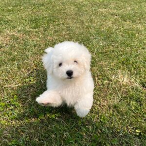 Bichon Frisé