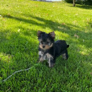 Yorkshire Terrier
