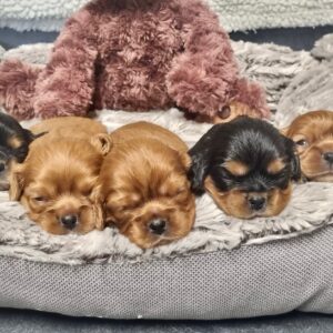 Chiots Cavalier King Charles