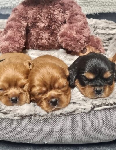 Chiots Cavalier King Charles