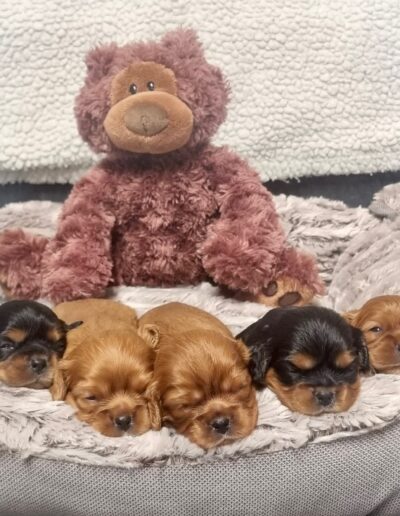 Chiots Cavalier King Charles