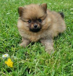 Femelle Spitz Nain