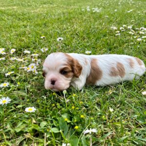 Mâle Cavalier King Charles Blenheim