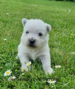 Mâle Westie