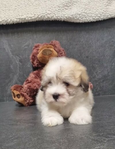 Coton de Tuléar