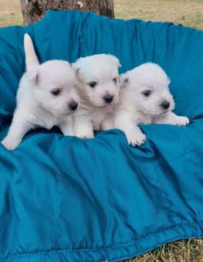 Westie