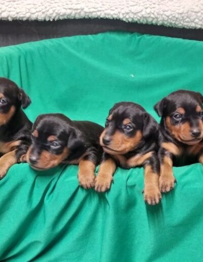 Pinscher Nain
