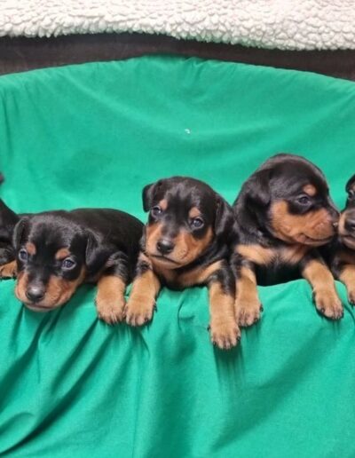 Pinscher Nain