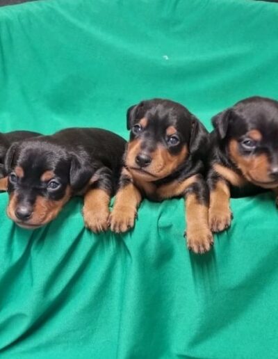 Pinscher Nain