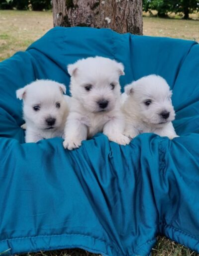 Westie