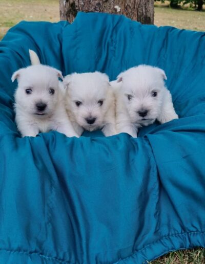 Westie
