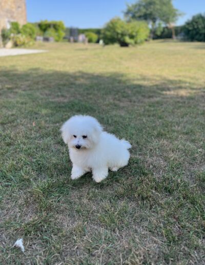 Bichon Frisé