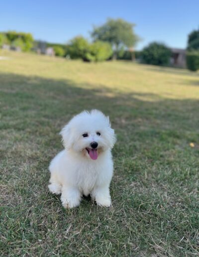 Bichon Frisé