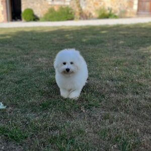 Bichon Frisé