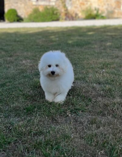 Bichon Frisé