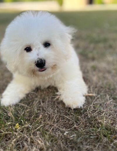 Bichon Frisé
