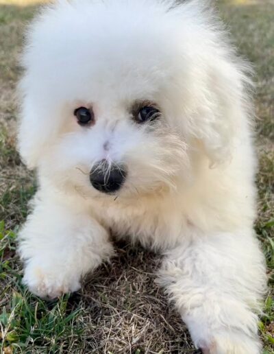 Bichon Frisé