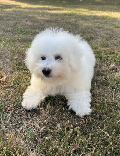 Bichon Frisé