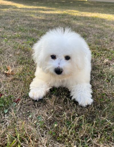 Bichon Frisé