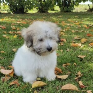 Coton de Tuléar